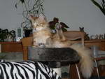 Katze Padme 8 Monate alt.